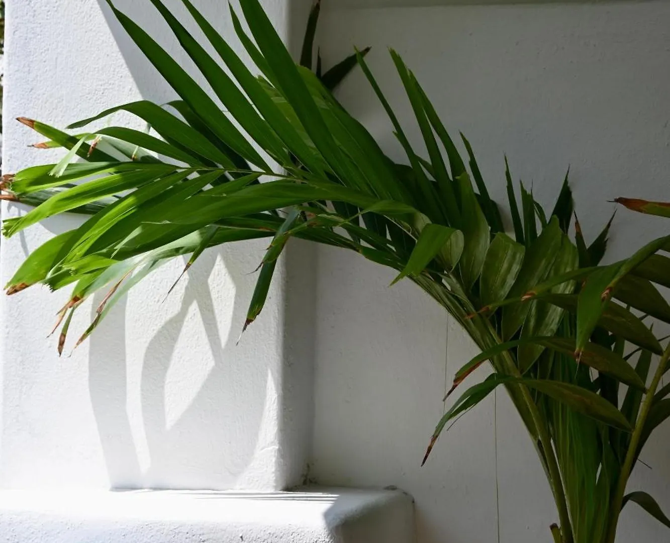 ***  Pelicano Inn Playa Del Carmen - Beachfront Hotel Mexico